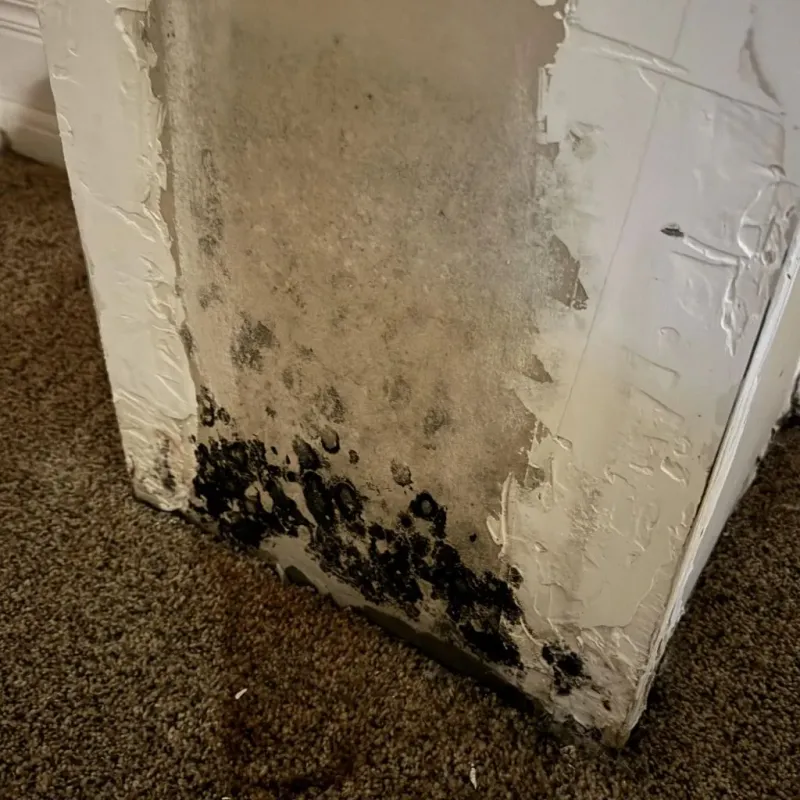 Professional Mold Removal in Clay County, NC